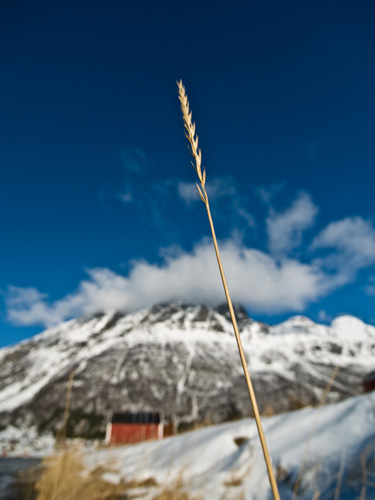 Picture of lonely straw and winter mountains in Northern Norway