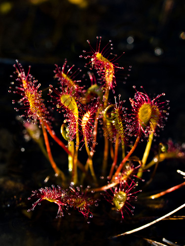 Macro photo of Sundew (Drosera anglica) - A carnivore plant