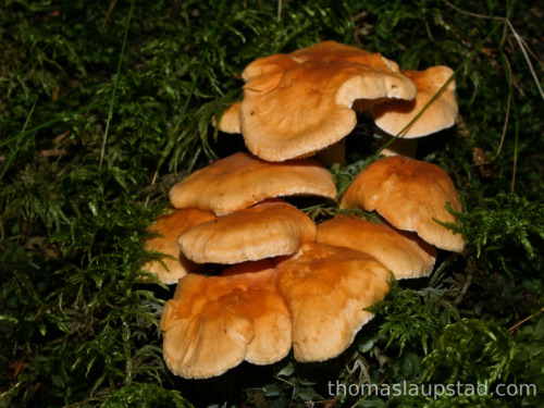 Picture of Terracotta Hedgehog (Hydnum rufescens) mushroom