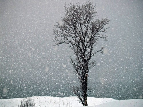 Picture of snow falling and a lonely tree in Northern Norway