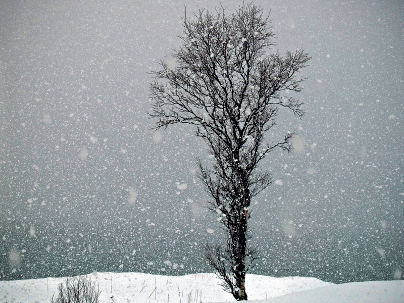http://www.thomaslaupstad.com/blog/pictures/tree_snowing_800.jpg