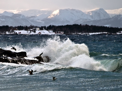 Picture of wave and seagulls sailing on strong wind in Northern Norway