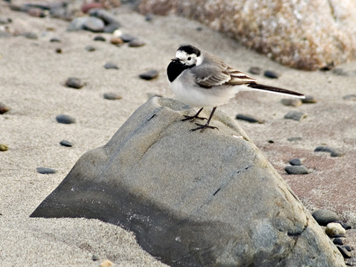 Photo of White Wagtail (Motacilla alba)