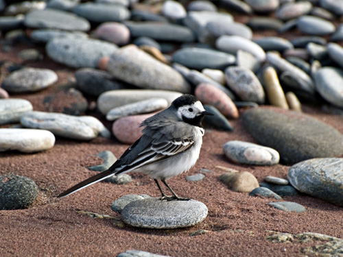 Picture of White Wagtail (Motacilla alba) bird on the beach