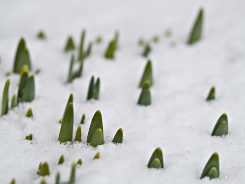 Macro picture of Wild daffodil (Narcissus pseudonarcissus) sprouts covered in snow