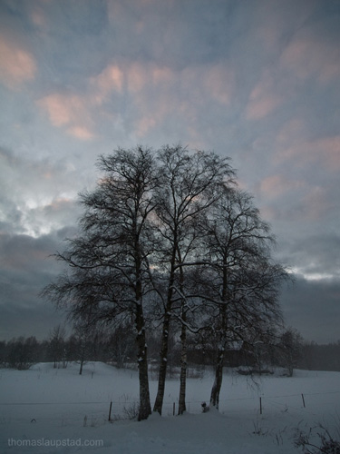 Picture of winter birch trees and evening sky on Nesodden, Norway