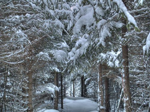 Photo of winter trees - Norway Spruce covered with snow