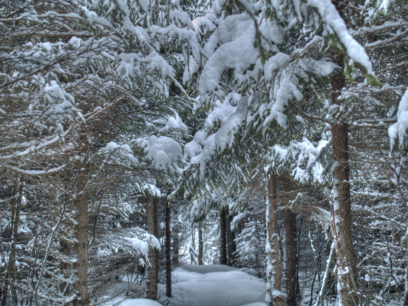 Photo of winter trees – Norway Spruce covered with snow