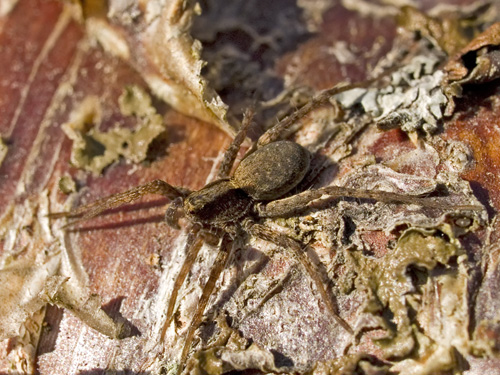 Macro photo of Wolf spider on birch bark