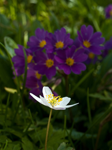 Picture of wood anemone (nemorosa flower) with purple primula flowers as background