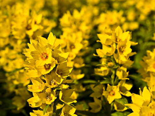 Macro photo of Yellow Loosestrife flowers - Lysimachia punctata