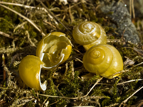 Macro picture of yellow snail shells