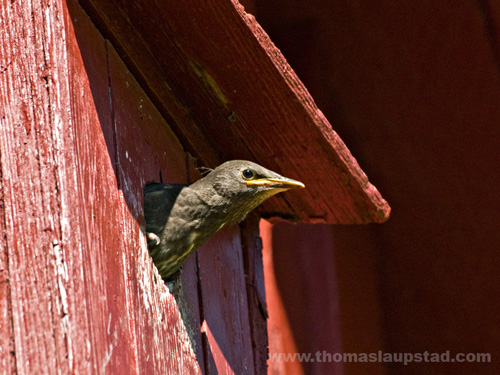 Picture of young European starling (Sturnus vulgaris) in birdhouse