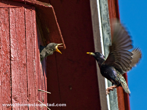 Picture of European starlings (Sturnus vulgaris) feeding their young with tongue out